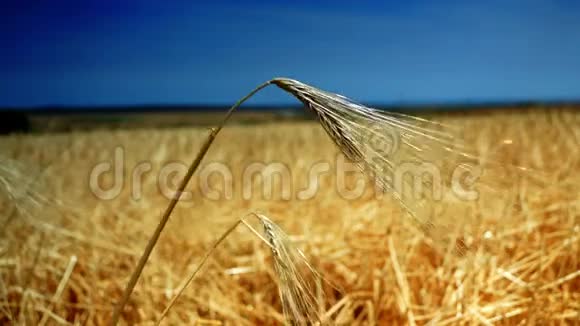 小麦黄金穗孤立强烈的蓝天背景视频的预览图
