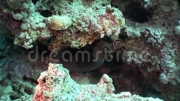 红海纯透明水中的巨型金胸沙文尼鳗鱼视频的预览图
