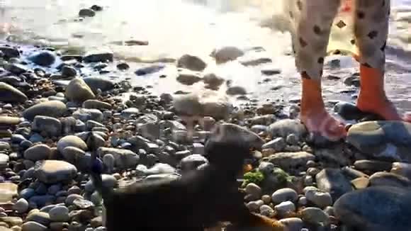 小狗在小石滩的主人腿附近奔跑视频的预览图