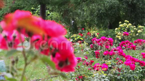 夏日公园里盛开的美丽玫瑰视频的预览图