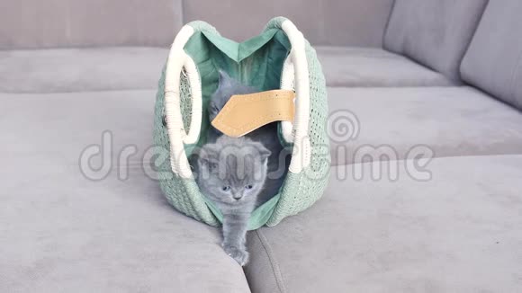 小猫靠近一个袋子视频的预览图