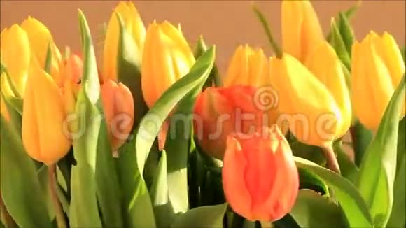 郁金香花束橙黄色视频的预览图