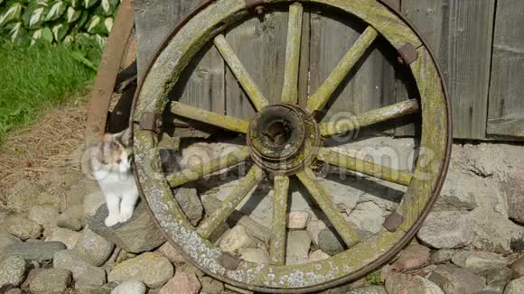 小猫和旧马车轮视频的预览图