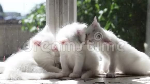 三只小白猫洗视频的预览图