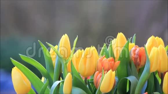 郁金香花束橙黄色视频的预览图