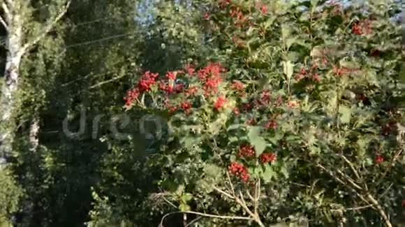 秋时震动红浆果视频的预览图