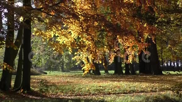 美丽的秋日走进森林视频的预览图