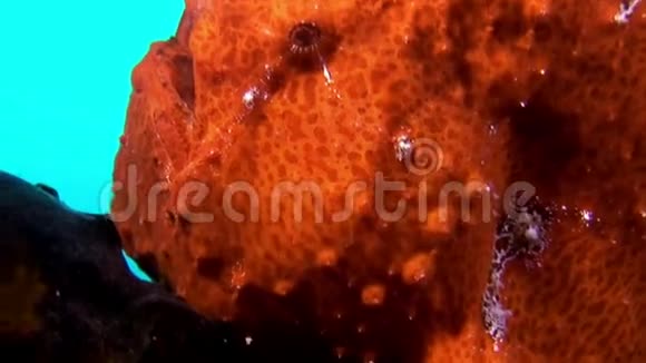 马尔代夫海底捕鱼者特写宏观视频视频的预览图