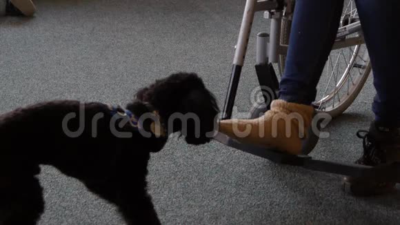援助犬帮助解开脚上的袜子视频的预览图