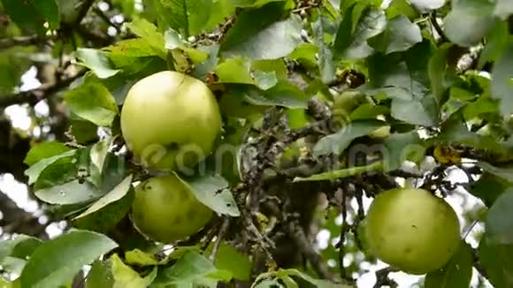 从苹果树上采摘新鲜水果视频的预览图
