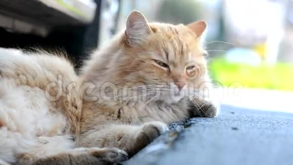 不错的姜西伯利亚猫躺在街上视频的预览图