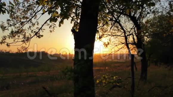 金色夕阳中的森林视频的预览图