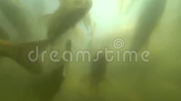 野鲤鱼在水下游泳视频的预览图