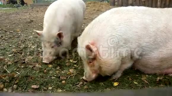年轻的粉红色小猪和老棕色小猪正在用单调的粘土放牧新鲜的青草视频的预览图