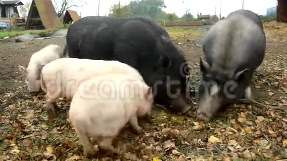 年轻的粉红色小猪和老棕色小猪正在用单调的粘土放牧新鲜的青草视频的预览图