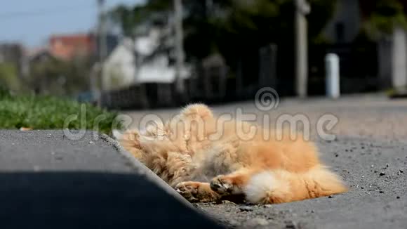 不错的姜西伯利亚猫躺在街上视频的预览图