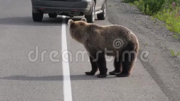 俄罗斯野生饥饿的棕熊在路上行走视频的预览图
