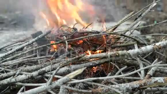 以色列野生森林的壁炉视频的预览图