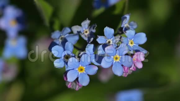 忘记我的蓝色花朵不在花园里视频的预览图