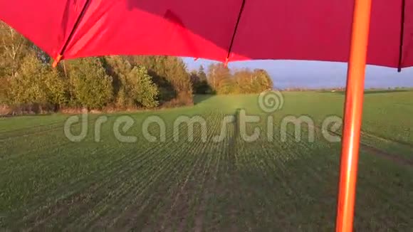 秋天傍晚麦田和红伞上的农夫影子视频的预览图