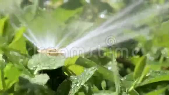 花园灌溉泡沫视频的预览图