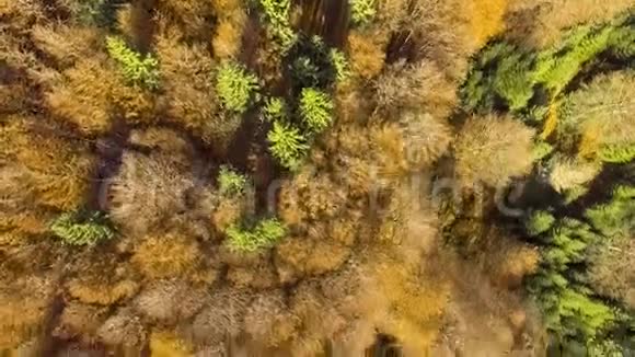 从五彩缤纷的秋天森林中观看视频的预览图