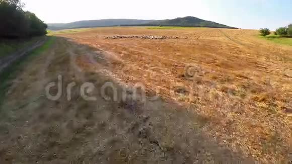 肥沃土地上放牧动物的鸟瞰图视频的预览图