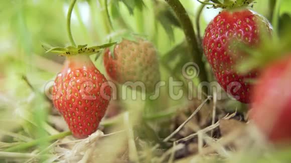 葡萄藤上挂着草莓天气晴朗视频的预览图