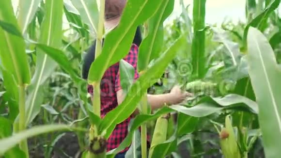 智慧生活方式生态收割农业耕作理念农民女孩植物研究员收割玉米芯视频的预览图