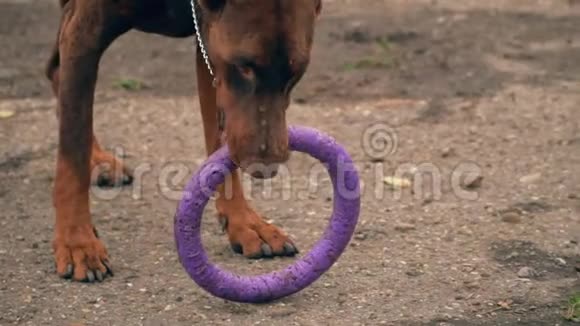 杜宾狗玩橡皮圈视频的预览图