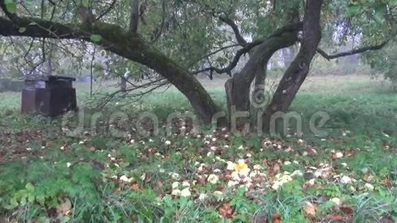 秋天苹果树干和废弃花园中的苹果视频的预览图