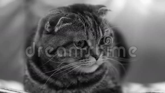 苏格兰折猫在家视频的预览图