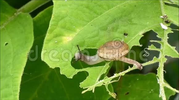 小蜗牛吃绿叶视频的预览图