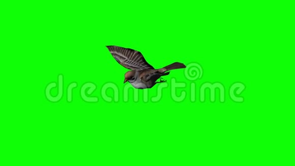 鸟雀在飞翔1绿屏视频的预览图
