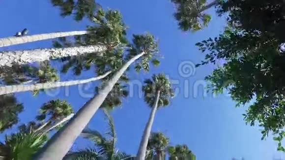 摄像机在公园树木中的平稳移动视频的预览图