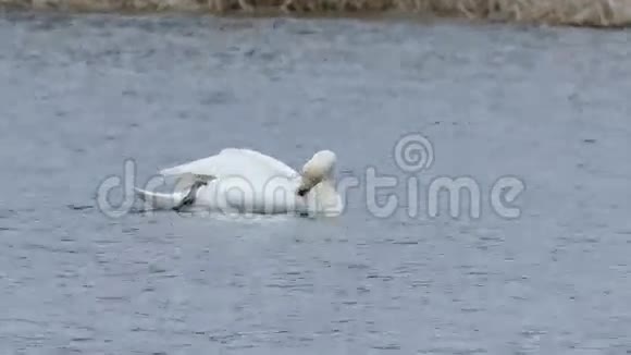 天鹅漂浮在大自然的水湖景观上视频的预览图