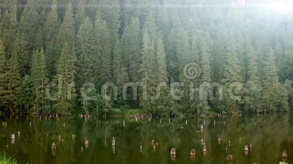 森林和湖泊视频的预览图
