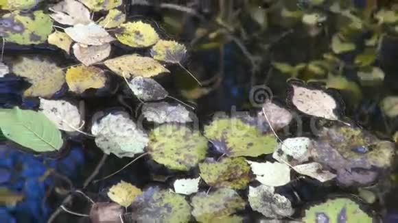 秋叶与池塘水背景视频的预览图
