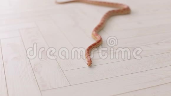 白色背景下蛇的特写视频的预览图