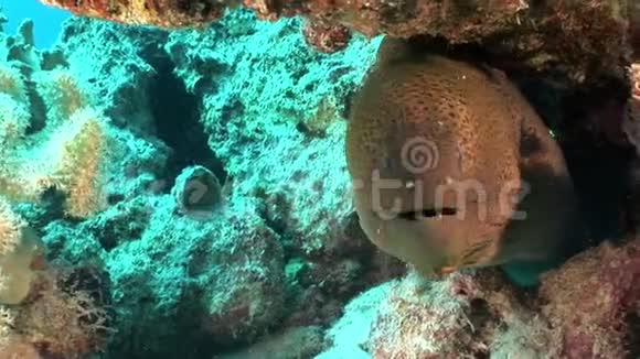 红海纯透明水中的巨型金胸沙文尼鳗鱼视频的预览图