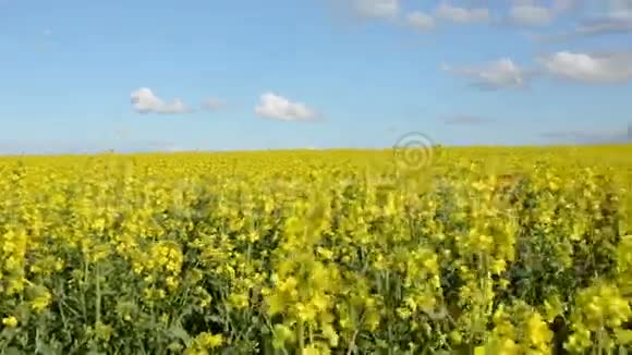 夏天盛开的油菜田全景视频的预览图