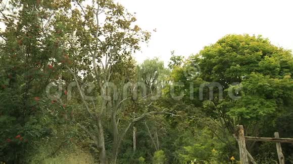 森林里的树景观视频的预览图