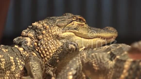 鳄鱼鳄鱼爬行动物野生动物视频的预览图
