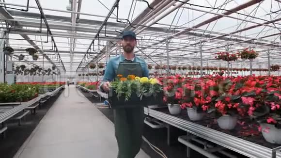 快乐的工业温室工人携带装满鲜花的盒子微笑和快乐的人与花他成长视频的预览图
