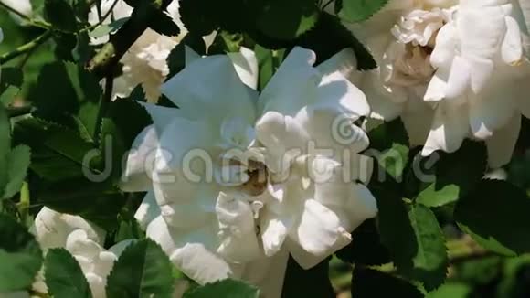 白玫瑰花园绽放视频的预览图
