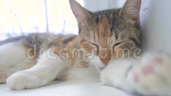 漂亮可爱的猫在窗台上舔爪子房间背景上有有趣的情绪慢生活方式视频视频的预览图