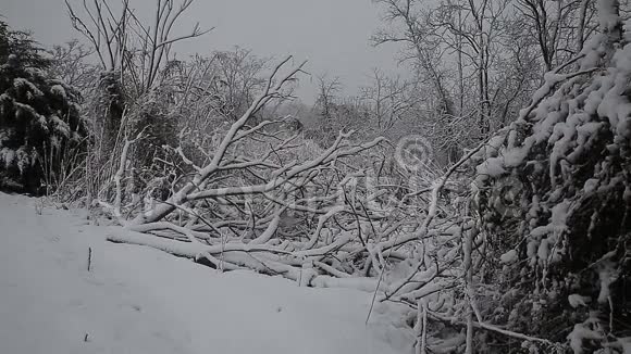 暴风雪中有许多圆锥形的云杉树灰色和暴风雨的冬日视频的预览图