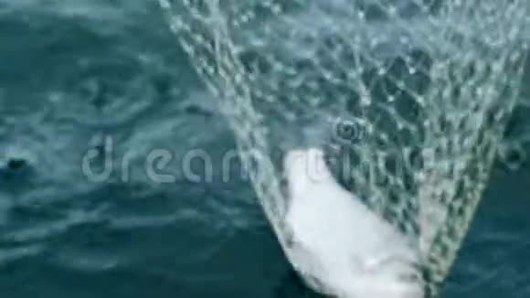渔网中的鱼捕鱼网视频的预览图