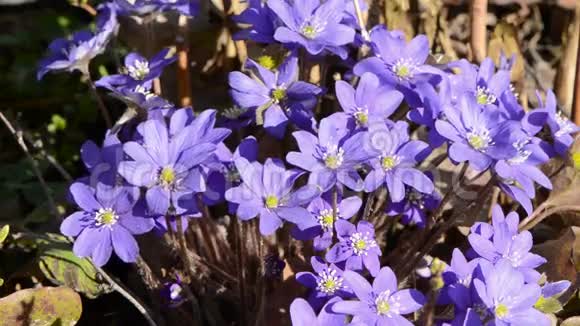 早春紫罗兰花和风视频的预览图
