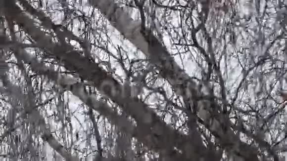 秋天的桦树林视频的预览图